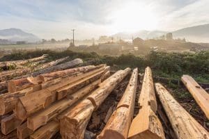 Red Cedar Logs | Artisan Log Homes